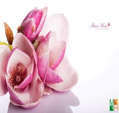 Tranh dán tường Hàn Quốc 3D hoa mộc lan FW - 089