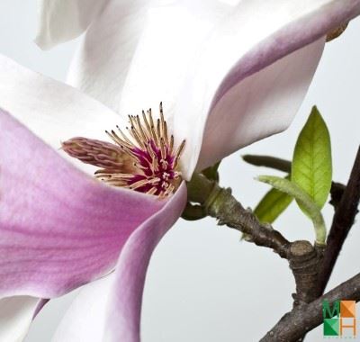 Tranh dán tường hoa mộc lan FW - 077