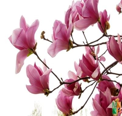 Tranh dán tường 3D Hàn Quốc hoa mộc lan FW - 186