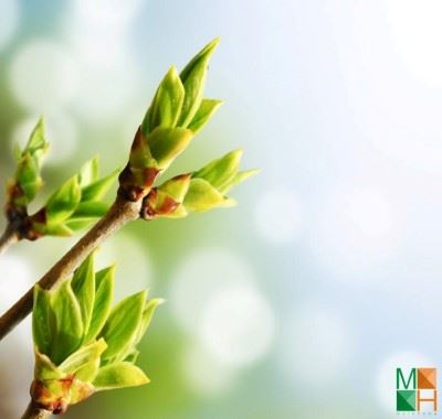 Tranh dán tường 3D Hàn Quốc hoa mai mùa xuân FW - 085