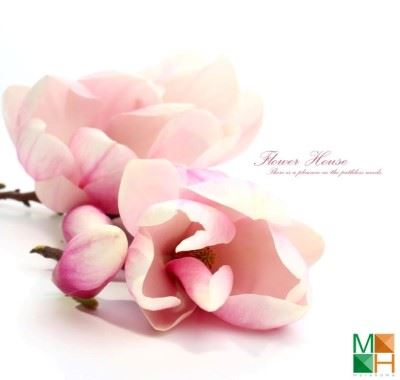 Tranh dán tường 3D Hàn Quốc hoa mộc lan FW - 174