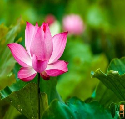 Tranh dán tường 3D Hàn Quốc hoa sen FW - 273