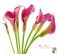 Tranh dán tường Hàn Quốc hoa rum FW - 340