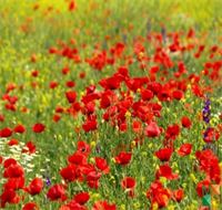 Tranh dán tường phong cảnh Hàn Quốc hoa poppy FW - 251