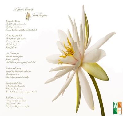 Tranh dán tường 3D Hàn Quốc hoa súng FW - 204