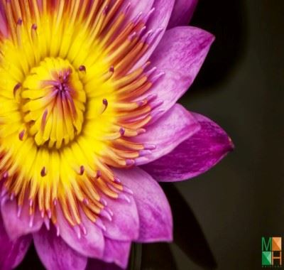 Tranh dán tường Hàn Quốc 3D hoa sen FW - 293