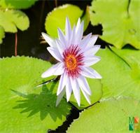 Tranh dán tường Hàn Quốc 3D hoa súng FW - 231