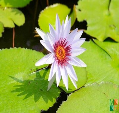 Tranh dán tường Hàn Quốc 3D hoa súng FW - 231